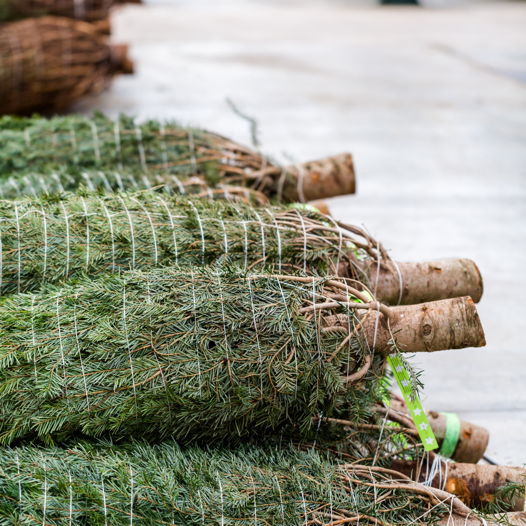 A Christmas Tree for a Family