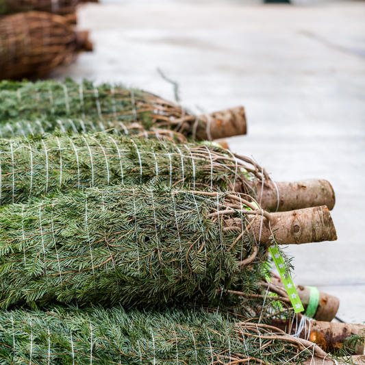 A Christmas Tree for a Family